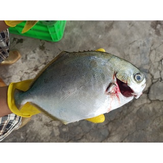 "giao hỏa tốc"- Cá chim