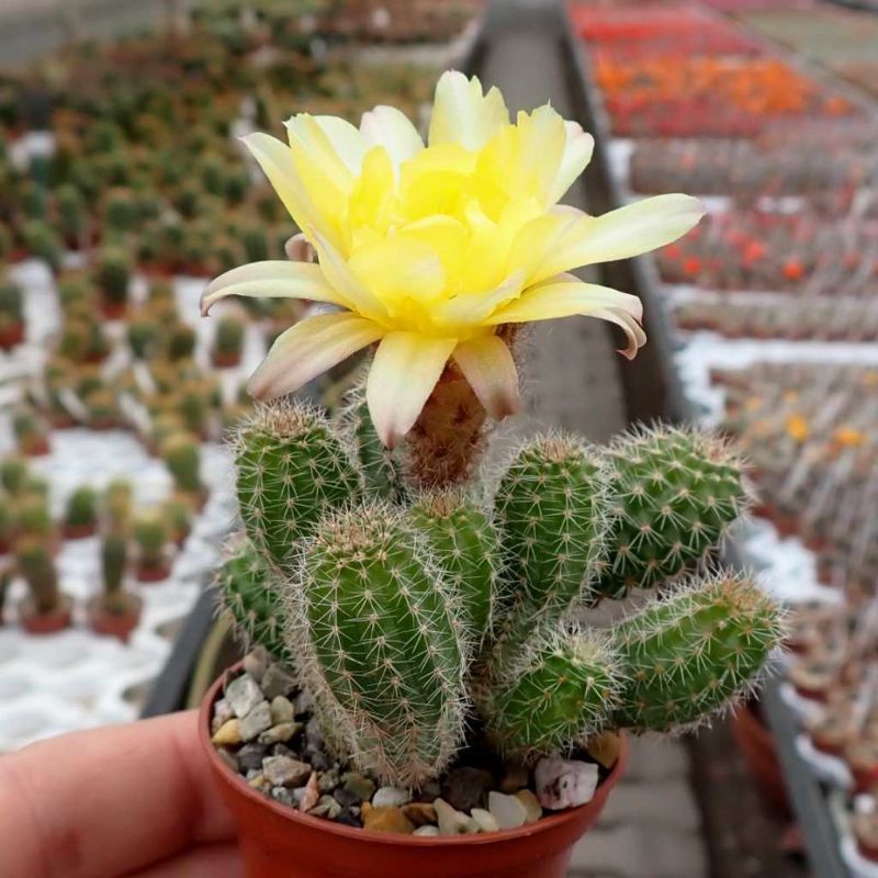 Sale 50%- Xương rồng Echi chamaecereus sai hoa , nhiều màu, chậu  to 7cm