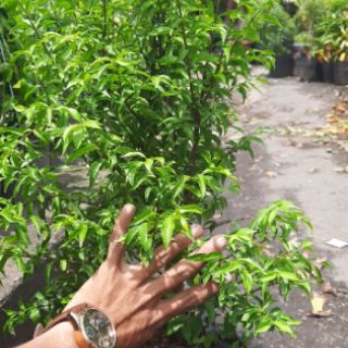 Cây Mai Chiếu Thủy ( dạng phôi ) ( đá bật hỏa tốc )