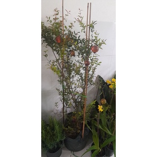 Cây 🌲 Lựu Ấn độ cao 1m2 đang trái
