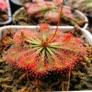 Cây gọng vó Drosera Tokainensis bắt mồi bằng keo dính
