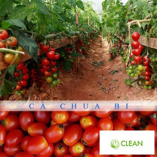 Hạt giống cà chua bi siêu quả ( 30 hạt)