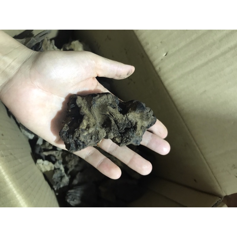 Gỗ lũa ĐÃ XỬ LÝ để setup bố cục cho hồ thủy sinh