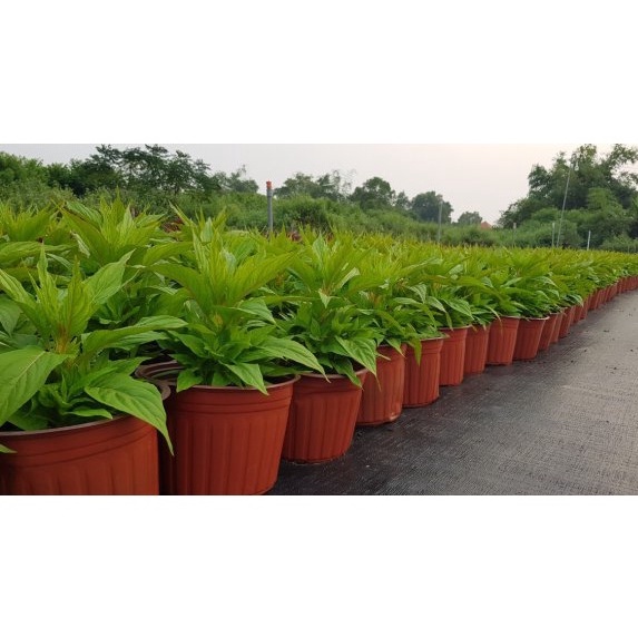 Combo 10 Chậu nhựa 30x21cm trồng vạn thọ, cúc mâm xôi, cát tường, hoa tết, thoát nước tốt