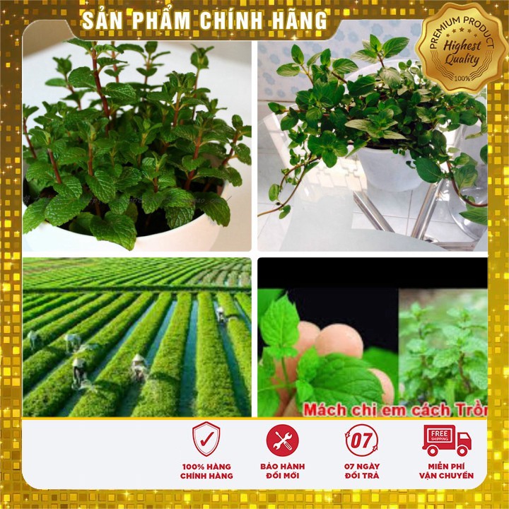 HẠT GIỐNG BẠC HÀ MINT (LUCKY SEED)