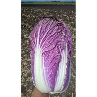 Hạt giống Cải Thảo tím
