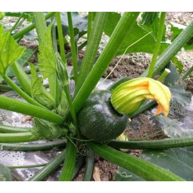 HẠT GIỐNG BÍ NGÒI QUẢ TRÒN XANH - GÓI 2 GRAM