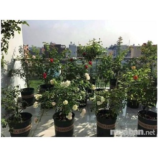 PHÂN BÓN HỮU CƠ RỄ MẦM CHỒI