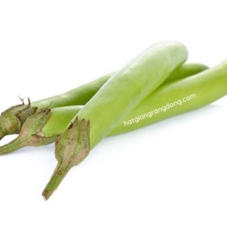 Hạt giống cà xanh mỡ 74