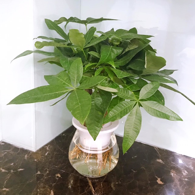 Cây kim ngân 3 thân thuỷ sinh