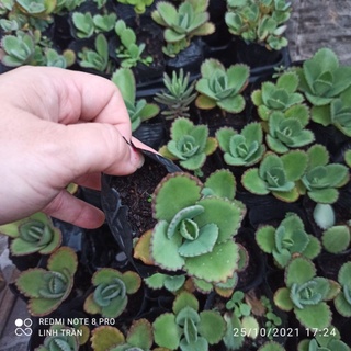 Cây lá bỏng. Cây sống đời