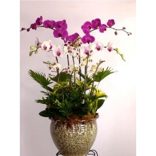 Hạt giống hoa Lan hồ điệp