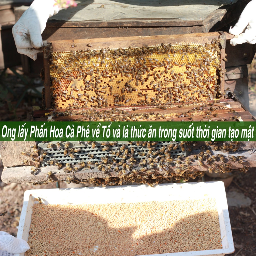 Combo 500ML chai Pet+420G Hũ Thủy Tinh mật ong hoa cà phê nguyên chất - Mật ong Họ Hồ mật ong thật, giá trị thật