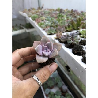 Sen Đá Vỉ mini