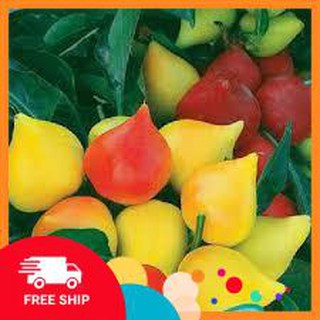 gói 20 hạt giống ớt trái đào tiên LUCKYVN