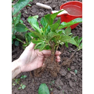 cây Cẩm tú cầu ảnh thật