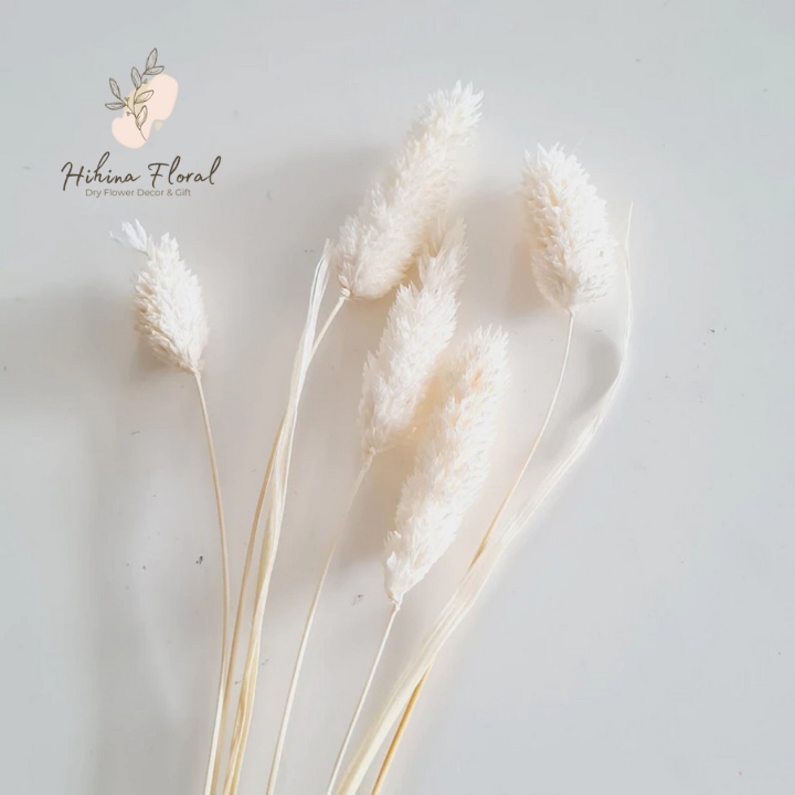 Hoa Phalaris Hà Lan Khô Decor Trang Trí Nhà, Bàn Làm Việc