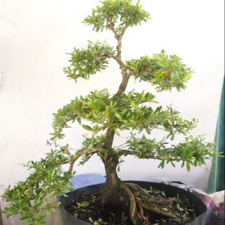 Linh sam bonsai thành phẩm