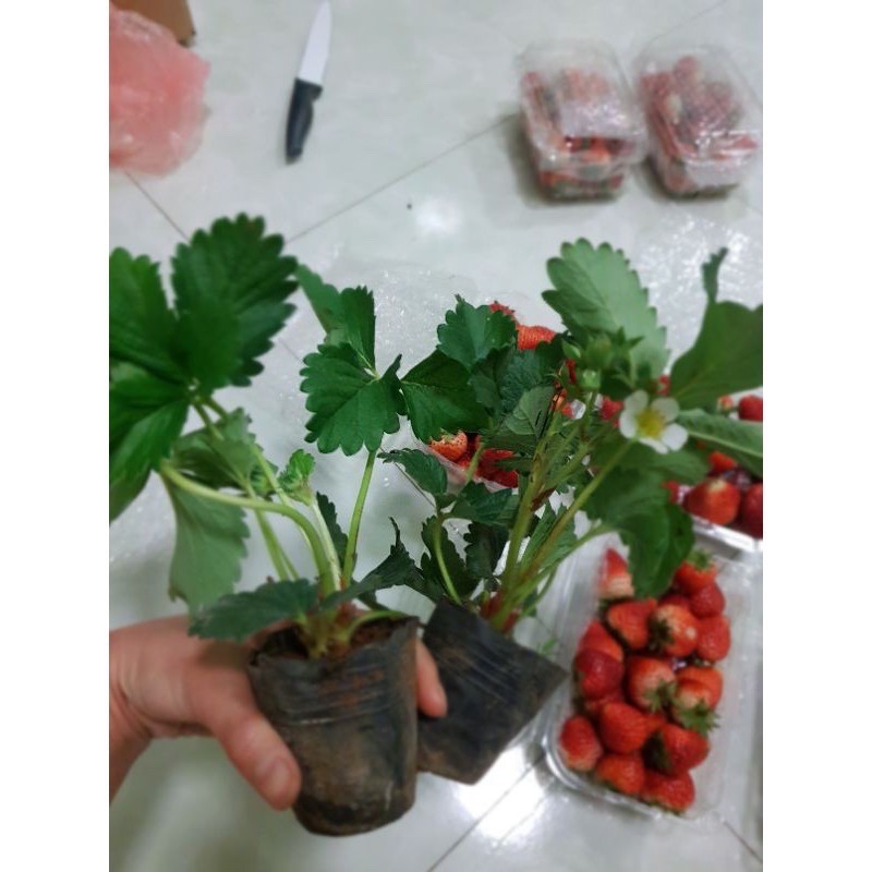Cây giống dâu tây chịu nhiệt