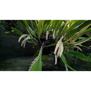Lan Lọng Củ Lép - Bulbophyllum apodum