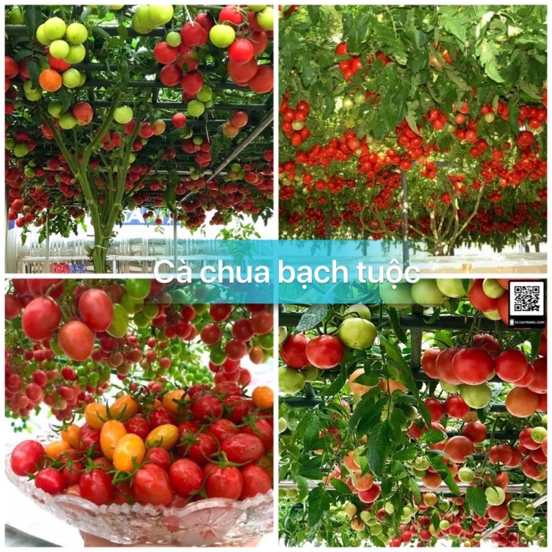 Hạt giống cà chua leo giàn bạch tuộc siêu quả F1