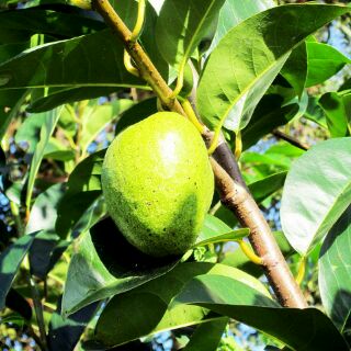 Cây Bình Bát giống