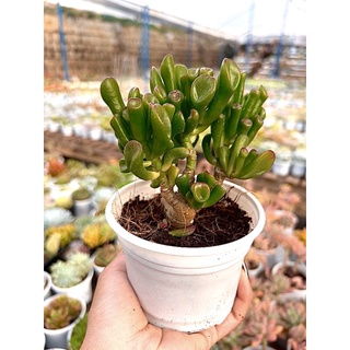 Sen đá ống điếu size trung 8-12cm