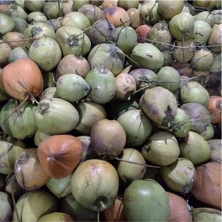 Dừa sáp đặc biệt