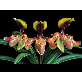 cây giống Lan Hài Vàng rừng KonTum