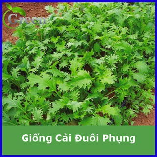 Hạt Giống Cải Đuôi Phụng (Cải Mizuna, Rau Mù Tạt) Dễ Trồng, Nhanh Thu Hoạch