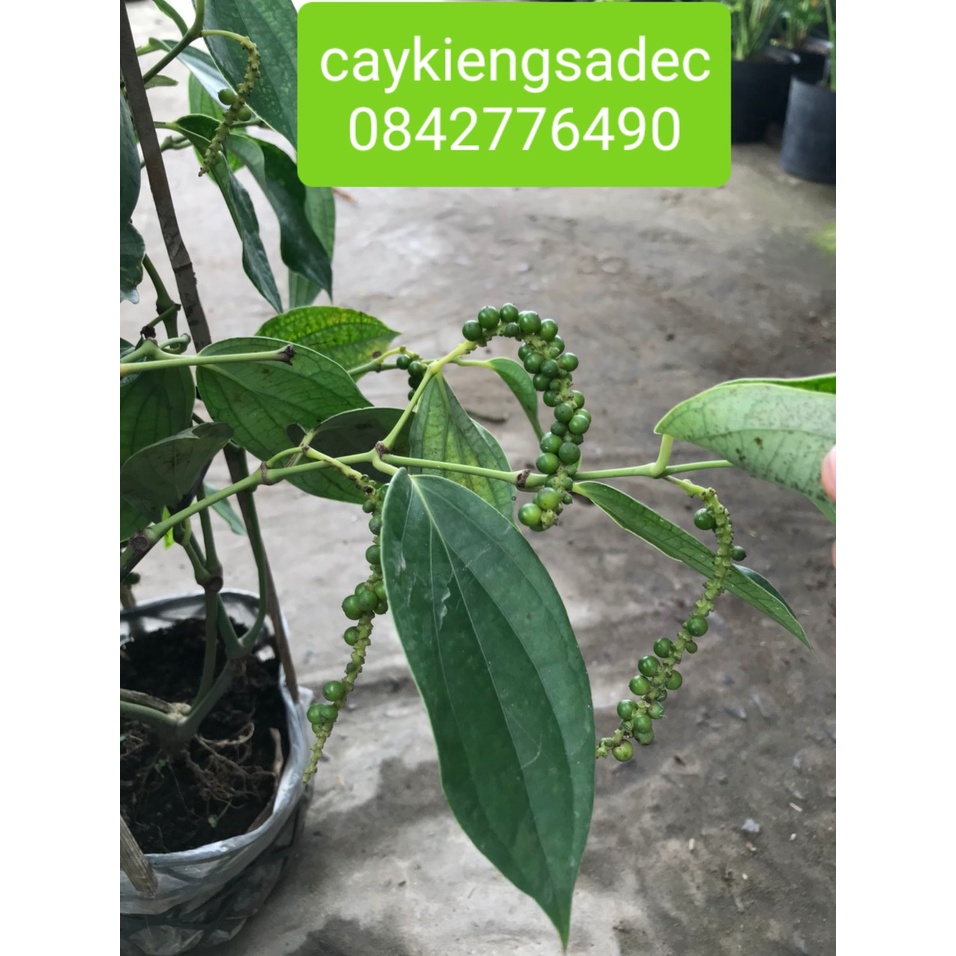 Caykiengsadec- Cây tiêu+tặng phân bón cho cây- hoa lá cây kiểng-