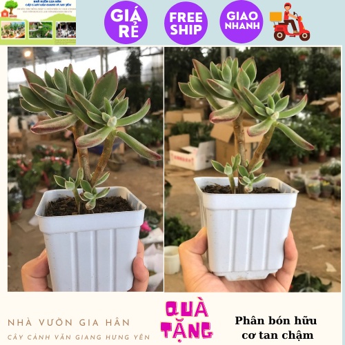 Cây Sen đá, Quà tặng phân bón hữu cơ, Đất trồng sen đá cây trang trí, cây để bàn mini size to