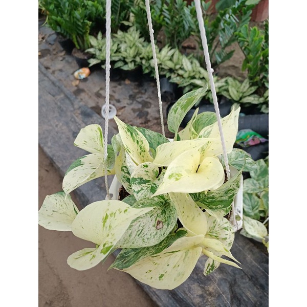 Trầu bà sữa Mable queen chậu treo trắng