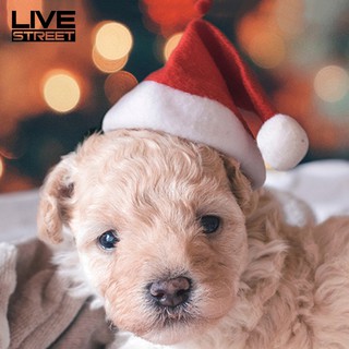 Nón Noel xinh xắn cho thú cưng