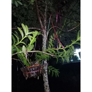 combo 1 ki phi điệp lá mít+1 ki phi điệp xanh sạch