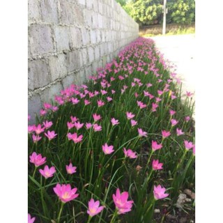 5 củ huệ mưa màu hồng