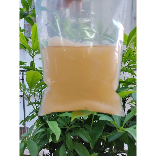 Con Giấm  Nuôi Dày Mập Ú THANH THANH