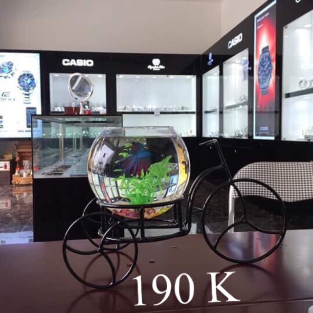 Bể cá mini