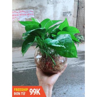 Trầu Bà Thái Trồng Thuỷ Sinh