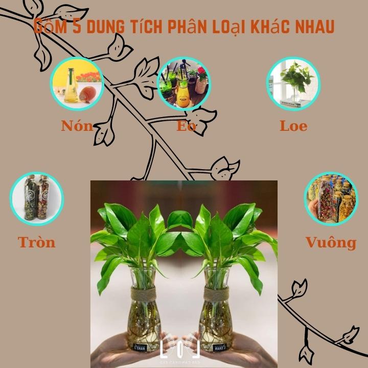 Bình thủy Tinh ♠ Loe Eo Vuông Nón ♠ đựng nước ép trồng cây đồ trang trí