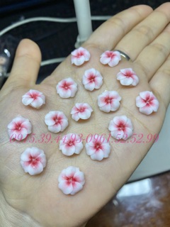 Hoa đậu ombre ( chọn đúng màu theo phân loại )