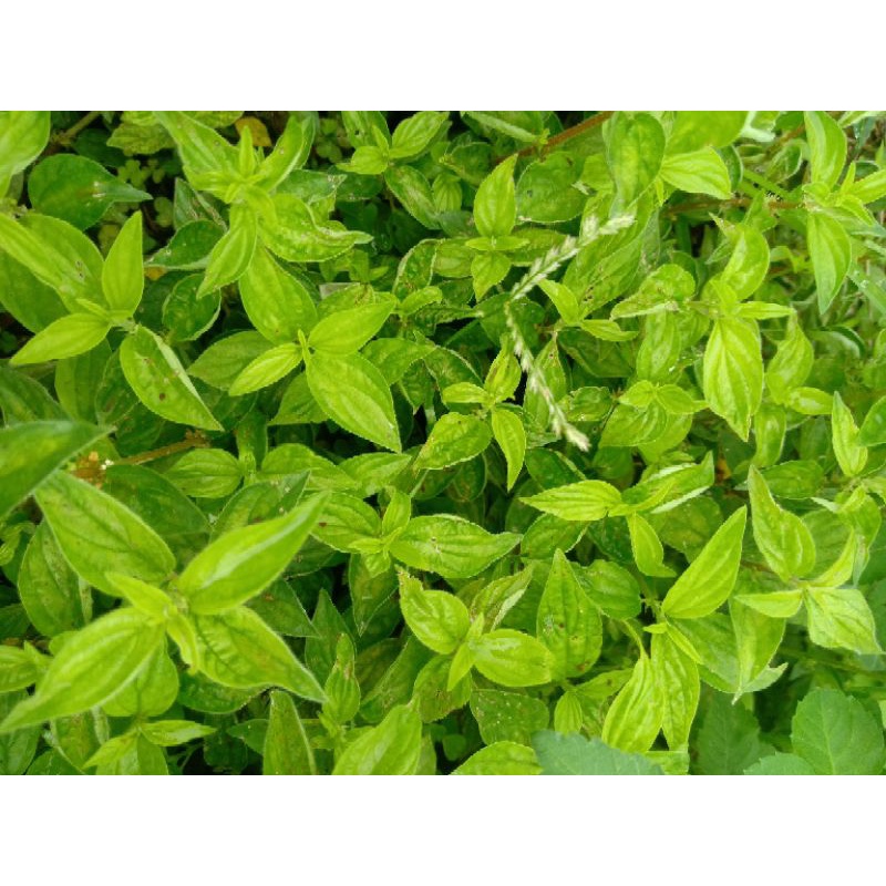 1KG Cây Bọ Mắm  Tươi