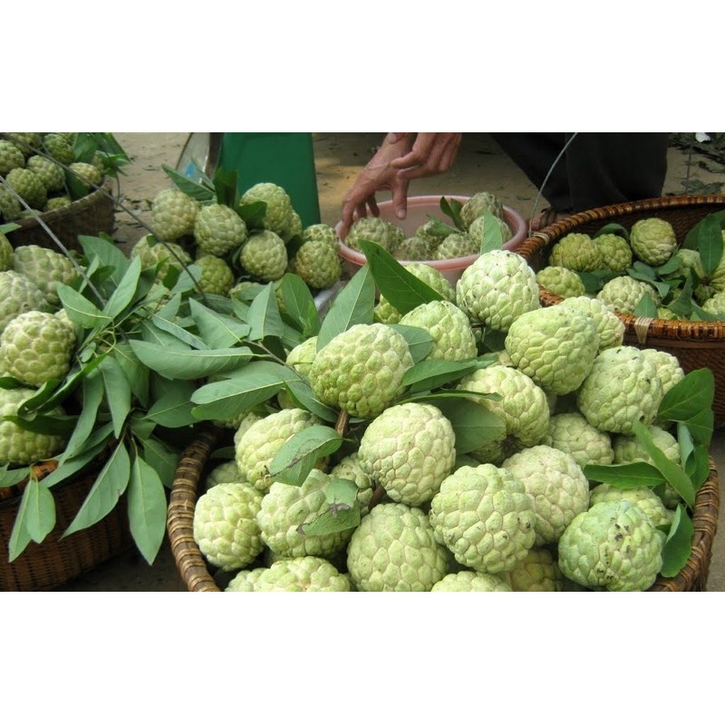 [cây giống] NA DAI LẠNG SƠN