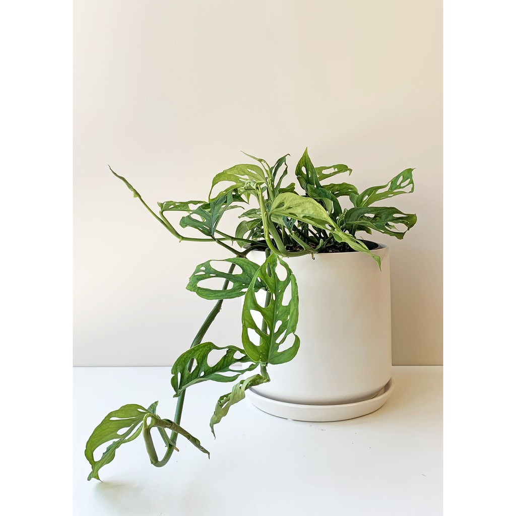 Cây Monstera adansonii Vine Forms (Trầu Bà Lỗ Dạng Leo, Quái Vật Lỗ Dạng Leo) buộc cột chậu nhựa có nhiều notes để nhân