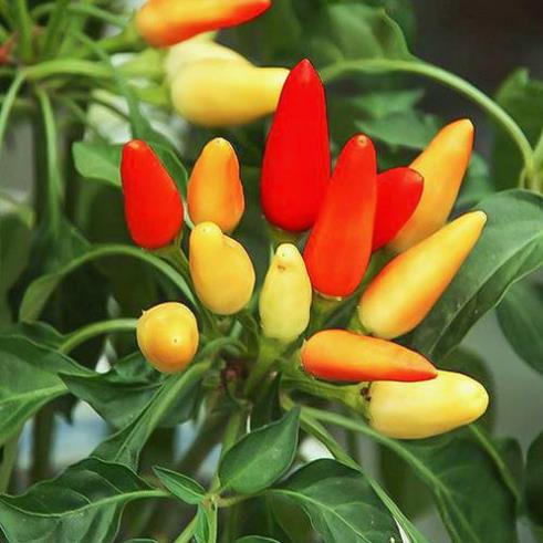 30 hạt giống ớt chỉ thiên mix mầu trông tiểu cảnh