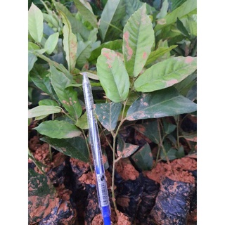 com bo 2 hoa dẻ vàng cây cao 30.40cm