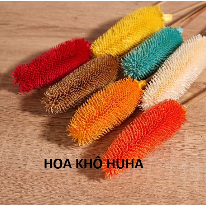 Hoa khô TEASEL trang trí nhà cửa