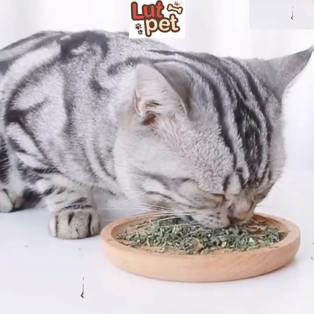 Cỏ Mèo bạc hà Catnip cỏ thơm cho mèo 45ml - lutpet