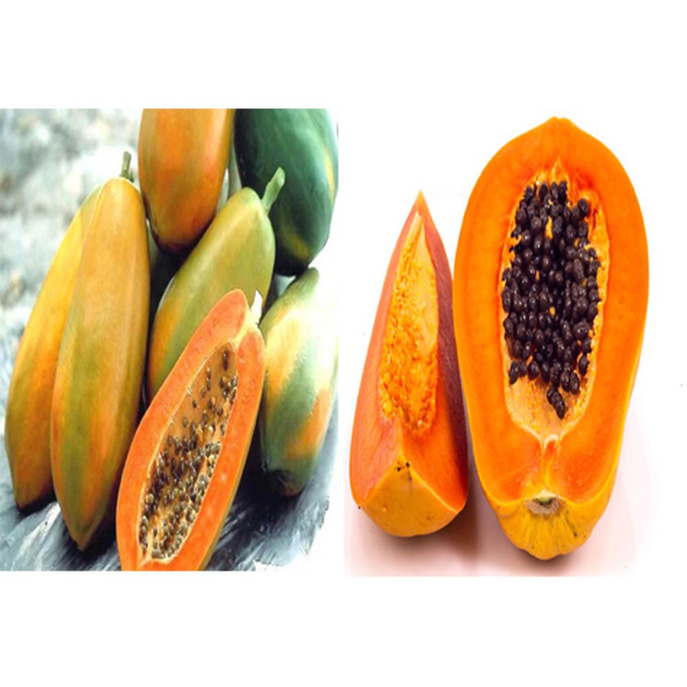 Gói 5 hạt giống đu đủ lùn Thái Lan F1 Quý Phi