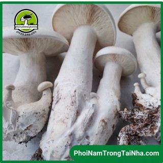 Combo 6 phôi nấm Milky (Hoàng đế) trồng tại nhà